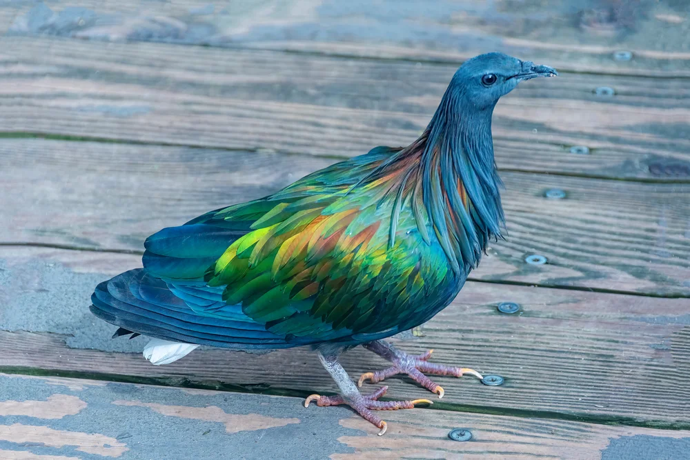 Paloma-Felsentaube (Columba palumboides)