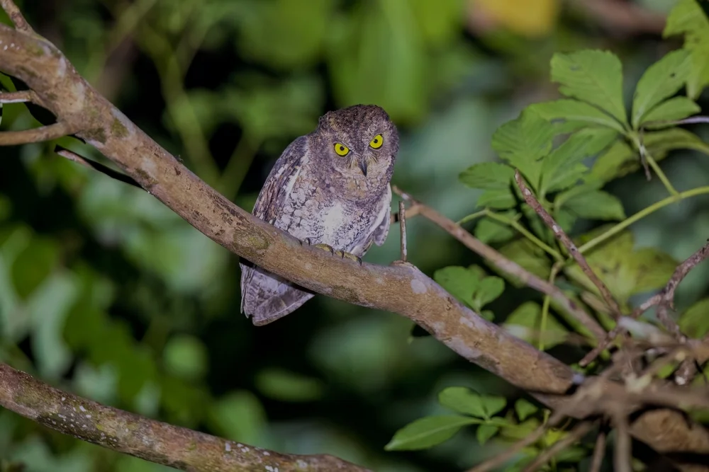 Pamelas Zwergohreule (Otus pamelae)