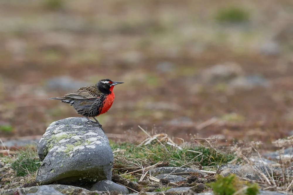 Pampasstärling (Sturnella defilippii)