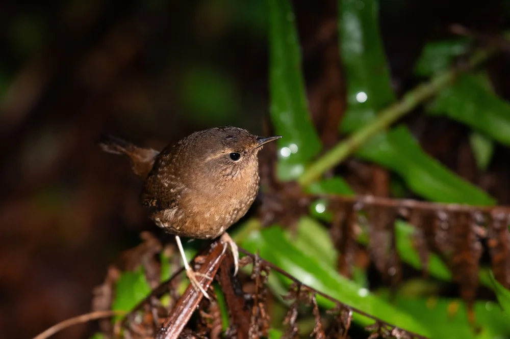 Panama-Tapaculo (Scytalopus parkeri)