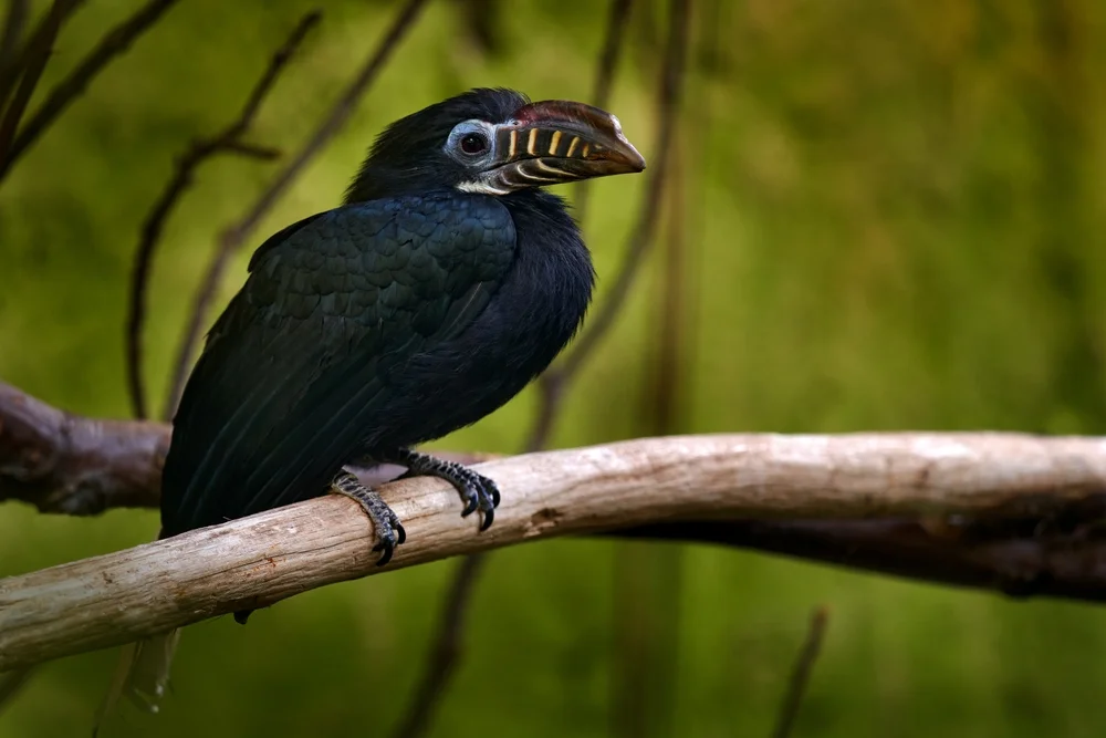 Panay-Hornvogel (Penelopides panini)