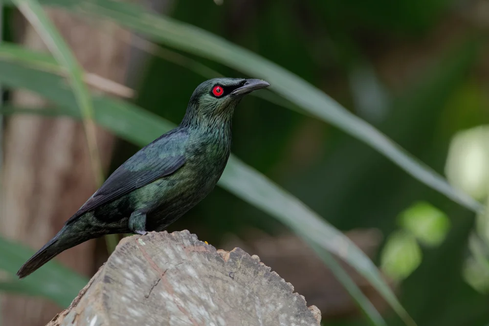 Panaystare (Aplonis panayensis)
