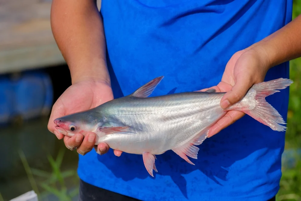 Pangasius (Pangasius pangasius)