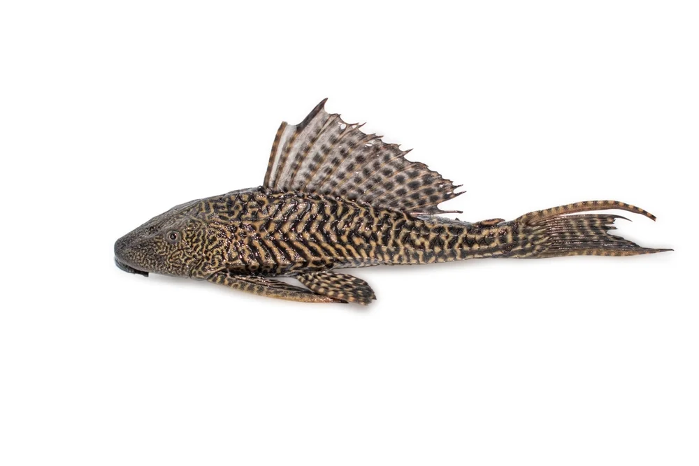 Panzerwels (Hypostomus plecostomus)