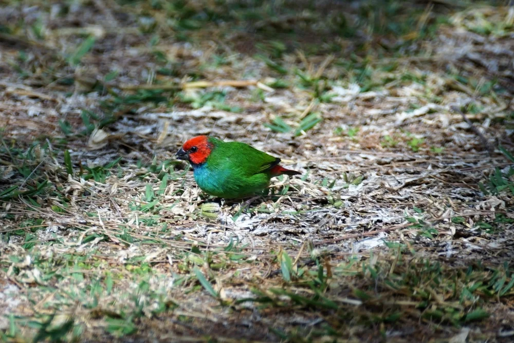 Papagei-Prachtfink (Erythrura psittacea)