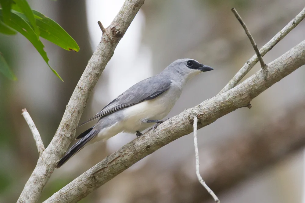 Papua-Raupenfänger (Coracina papuensis)