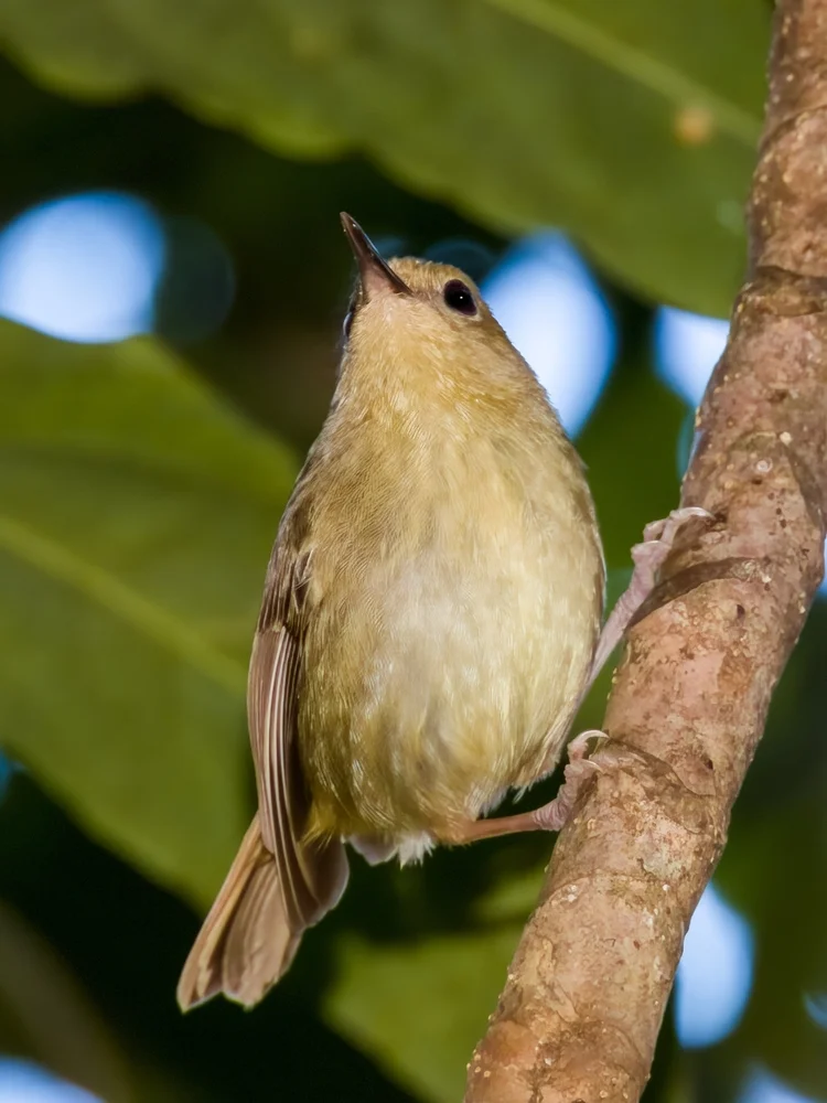 Papua-Seidenlaubsänger (Sericornis papuensis)
