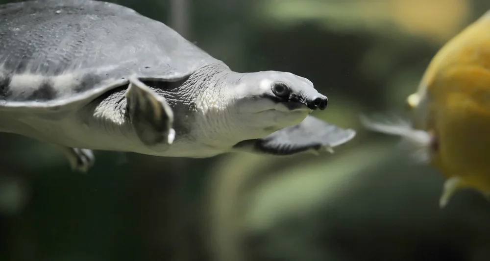 Papua-Weichschildkröte