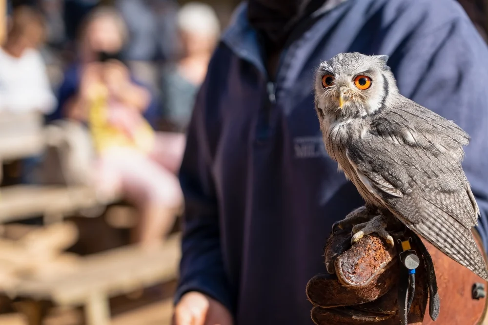 Paradies-Paradiesvogel (Ptilopsis leucotis)