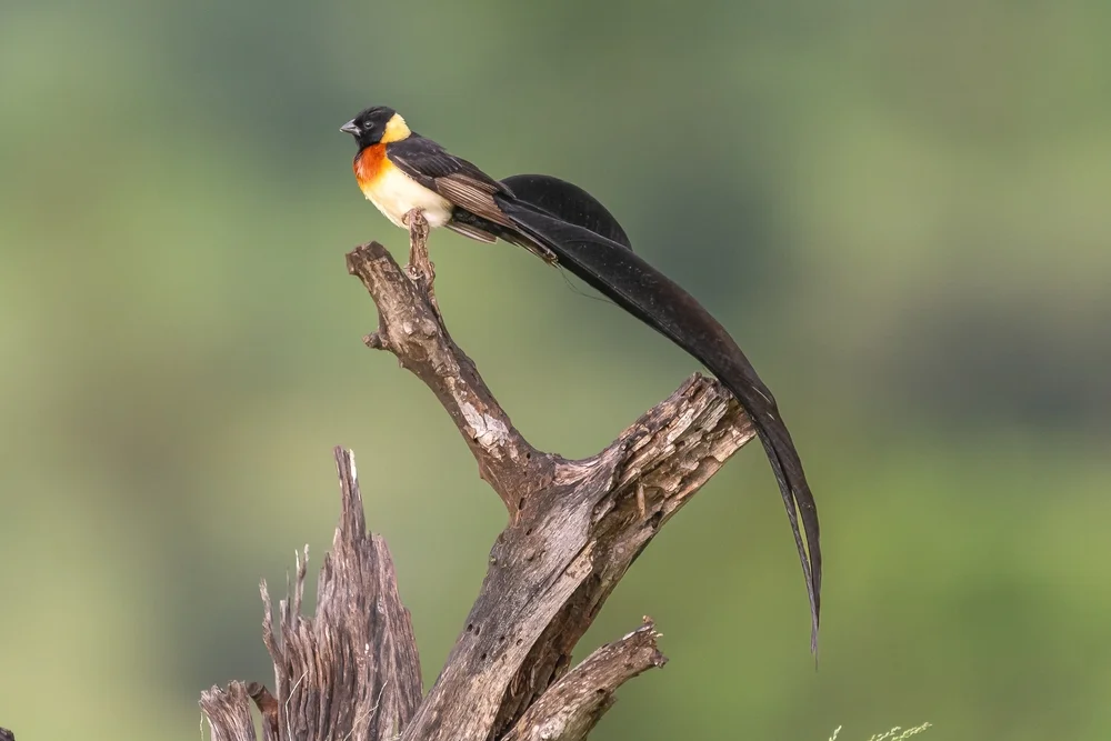 Paradies-Paradieswitwe (Vidua paradiseea)