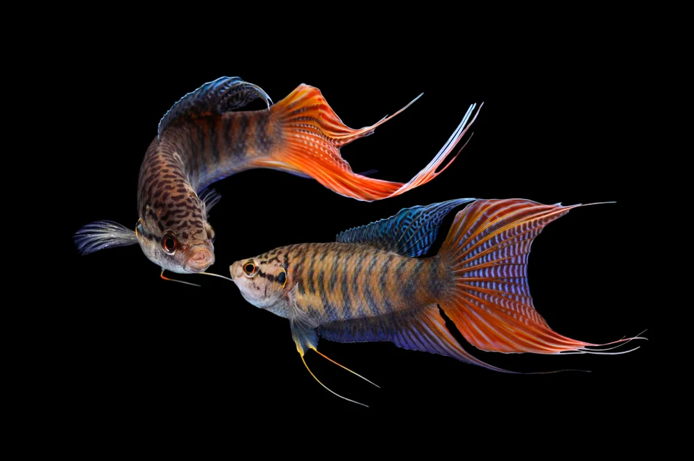 Paradiesfisch (Macropodus opercularis)