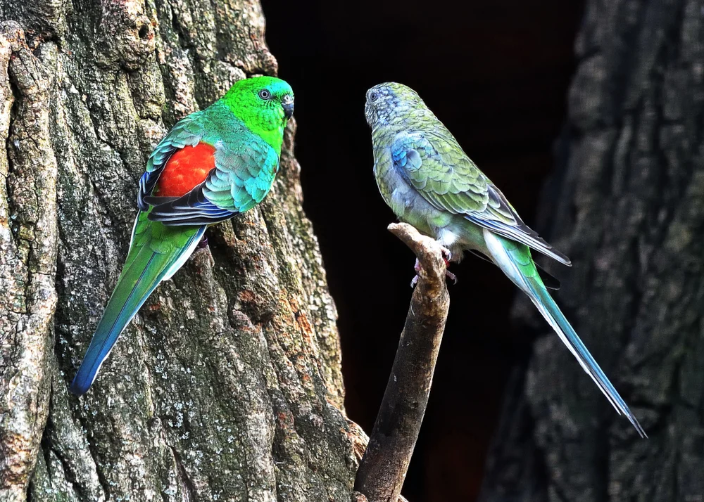 Paradiessittich (Psephotus pulcherrimus)