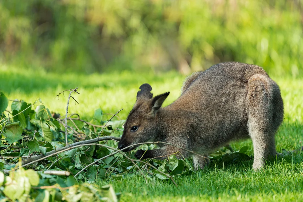 Parmawallaby