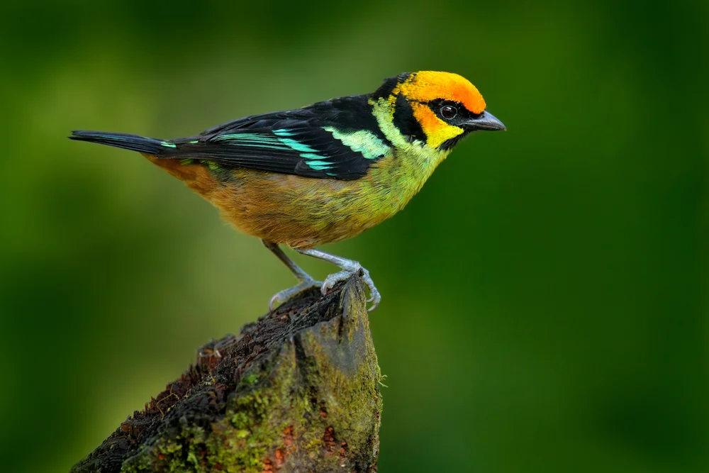 Parzudaki-Tangare (Tangera parzudakii)