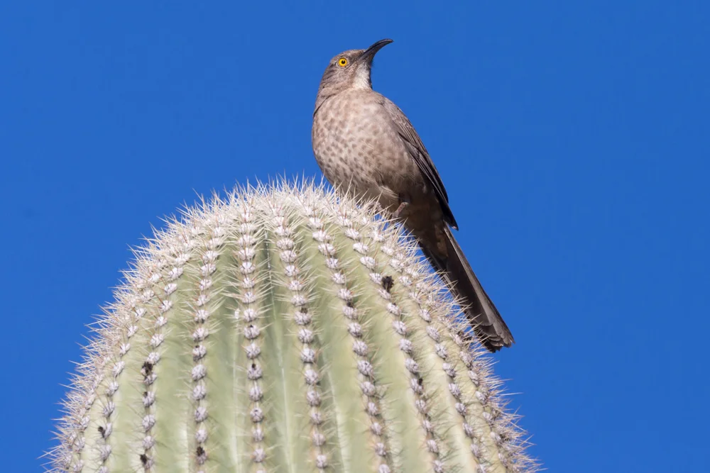 Patagonien-Andenläufer (Upucerthia dumetaria)