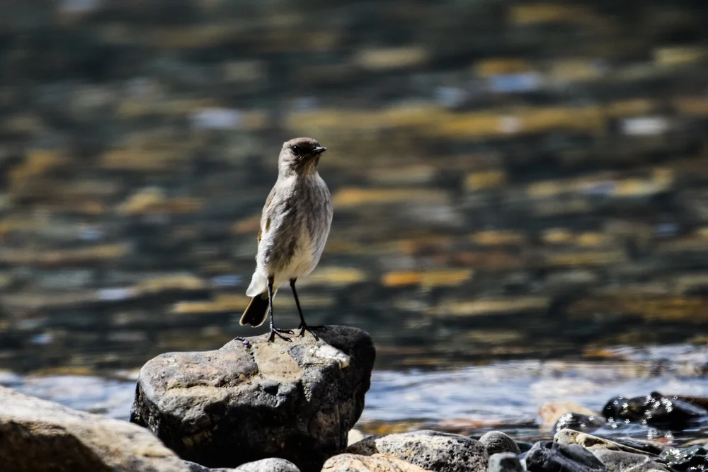 Patagonien-Uferwipper (Cinclodes patagonicus)