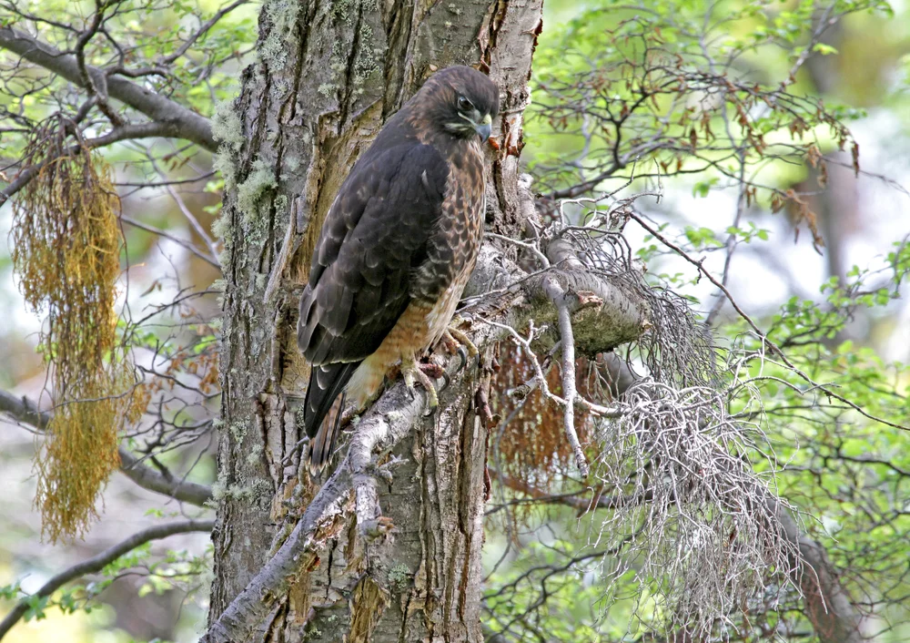Patagonienbussard (Buteo ventralis)