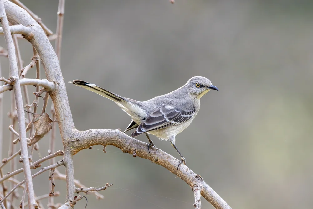 Patagonische Spottdrossel (Mimus patagonicus)