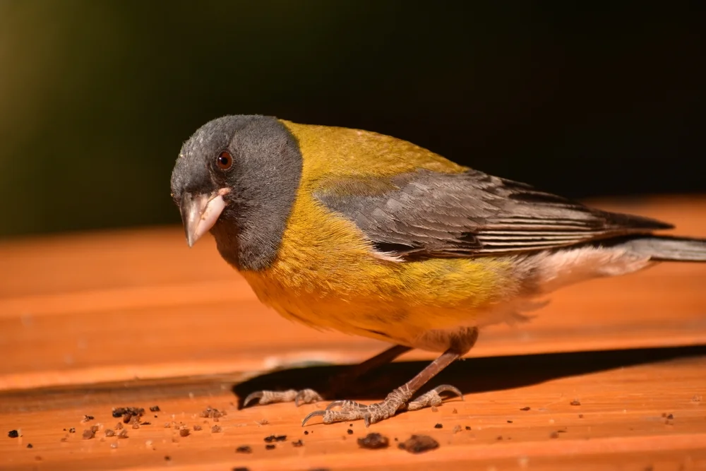 Patagonischer Bergtyrann (Phrygilus patagonicus)