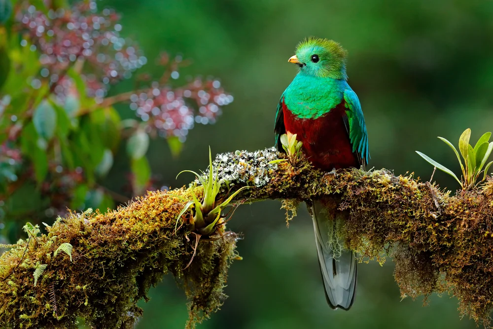 Pavonin-Quetzal (Pharomachrus pavoninus)