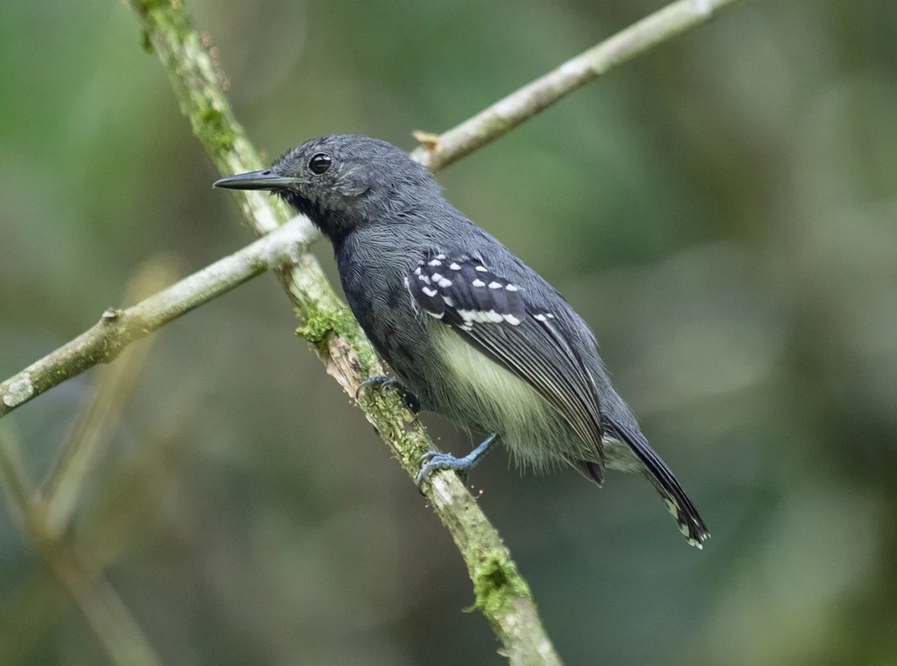 Pazifik-Zwergameisenschlüpfer (Myrmotherula pacifica)