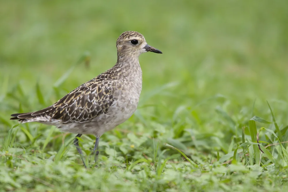 Pazifikregenpfeifer (Pluvialis fulva)