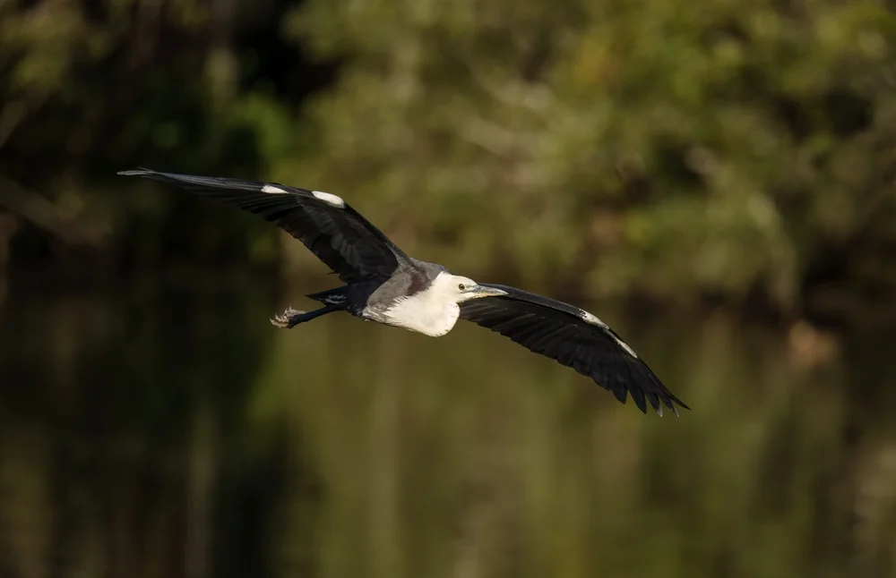 Pazifikreiher (Ardea pacifica)