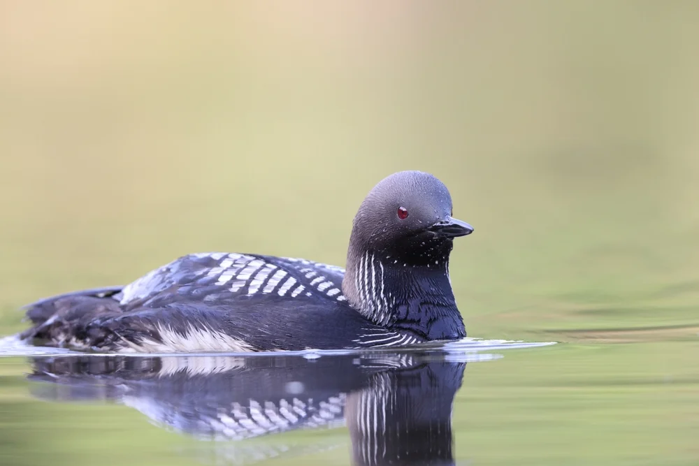 Pazifischer Eistaucher (Gavia pacifica)