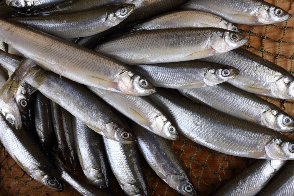 Pazifischer Lumpfisch (Thaleichthys pacificus)