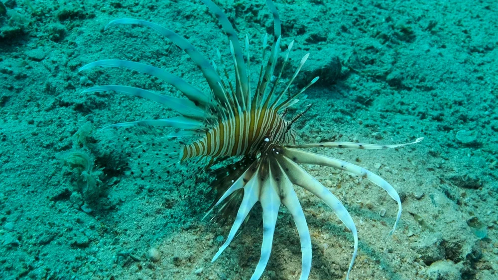 Pazifischer Rotfeuerfisch