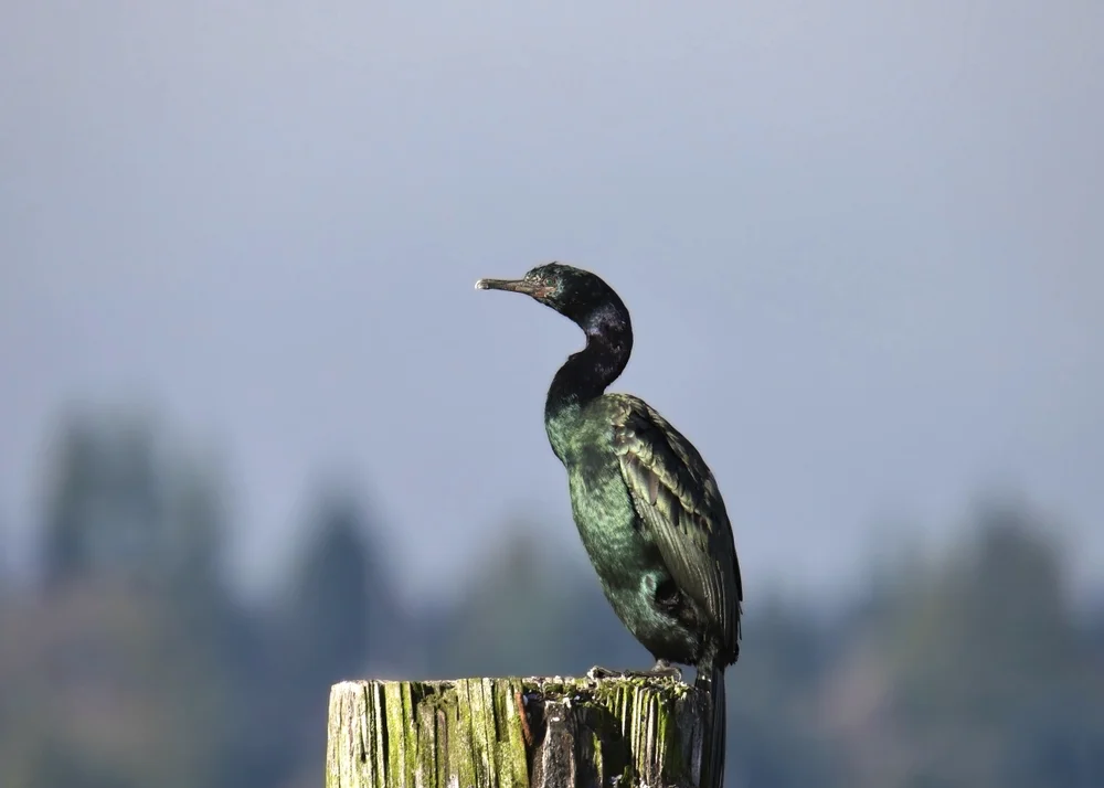 Pelagischer Kormoran (Phalacrocorax pelagicus)