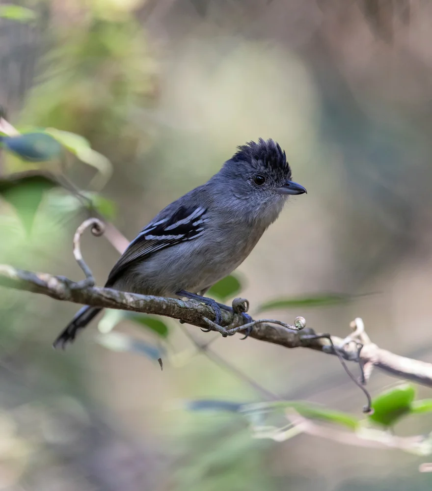 Pelzelns Ameisenschlüpfer (Thamnophilus pelzelni)