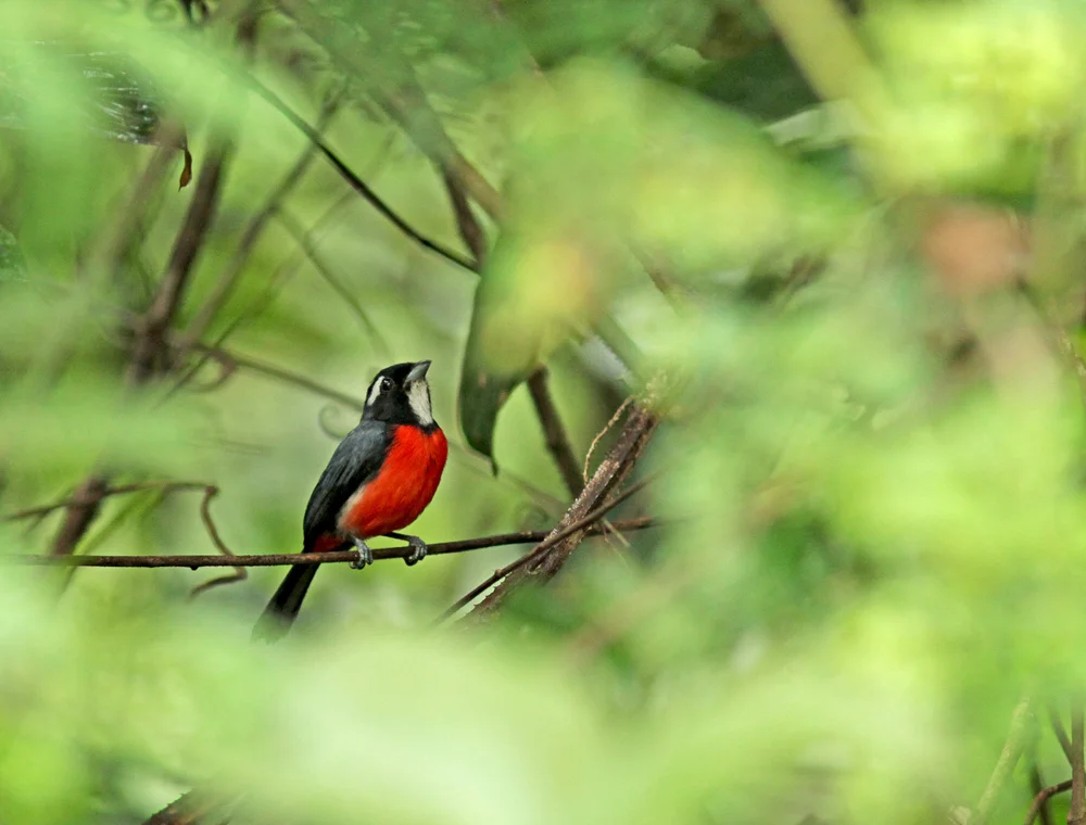 Pelzelns Granatellus (Granatellus pelzelni)