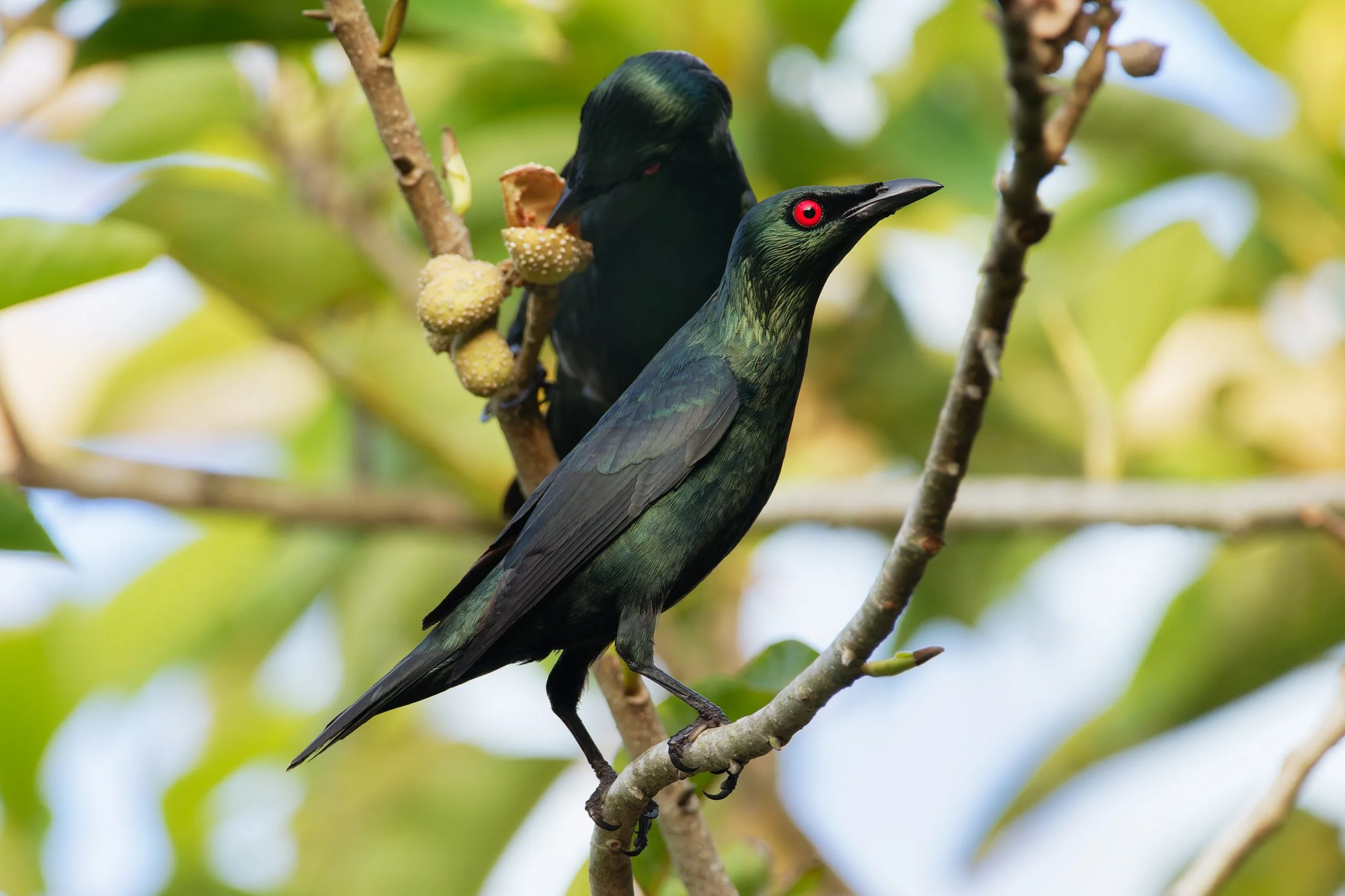 Pelzelns Stare (Aplonis pelzelni)
