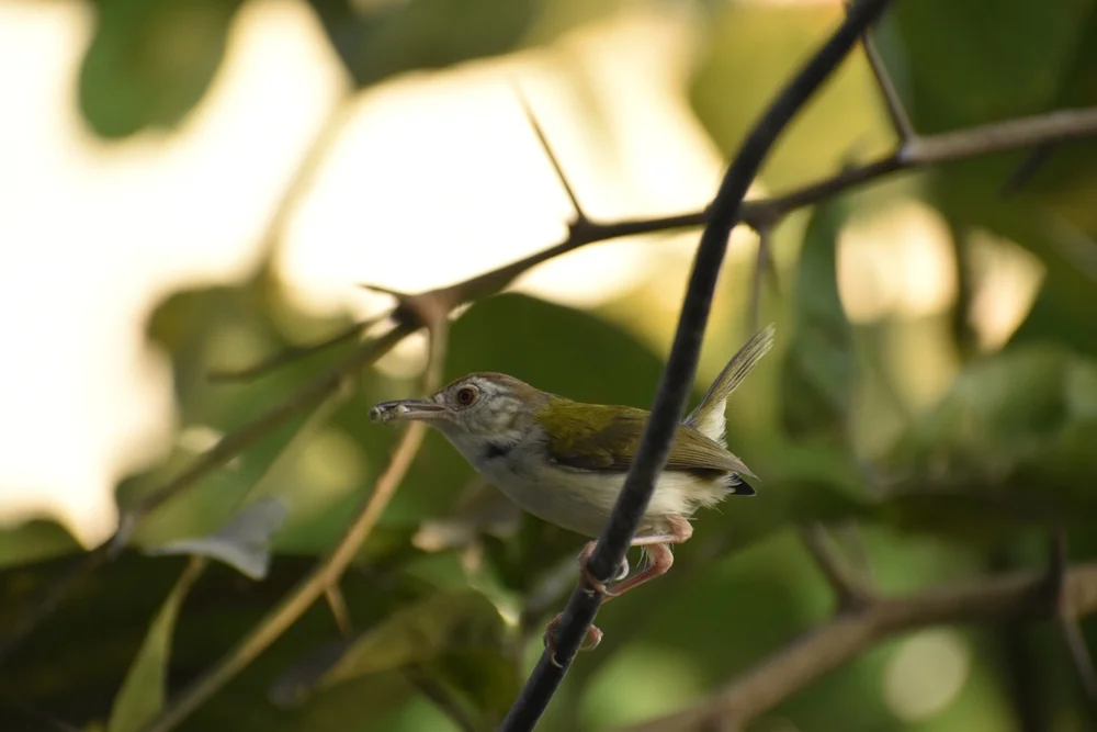 Pelzels Todytyrann (Pseudotriccus pelzelni)