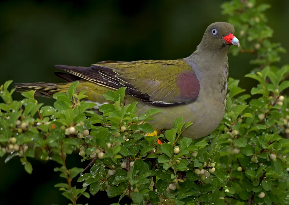 Pemba-Grüntaube (Treron pembaensis)