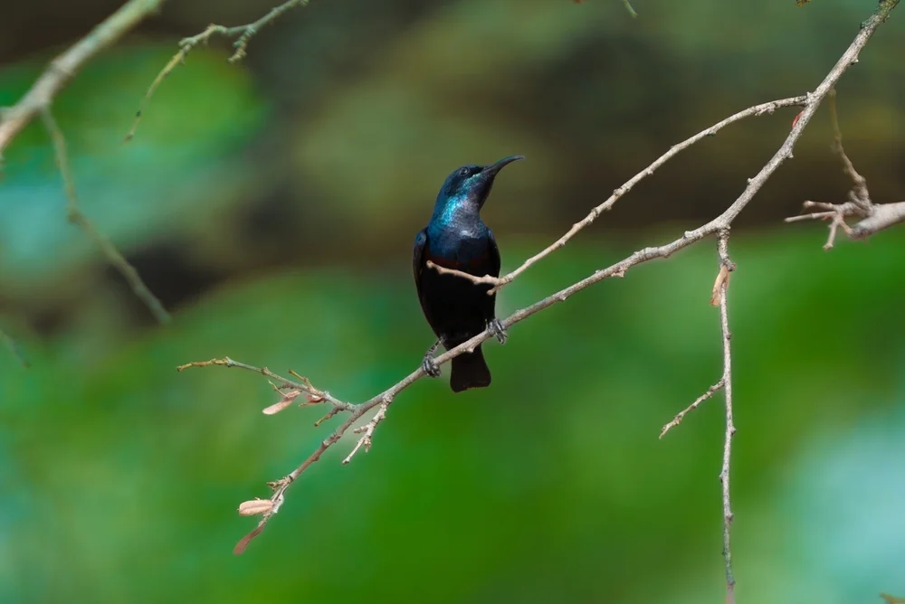 Pembanektarvogel (Cinnyris pembae)
