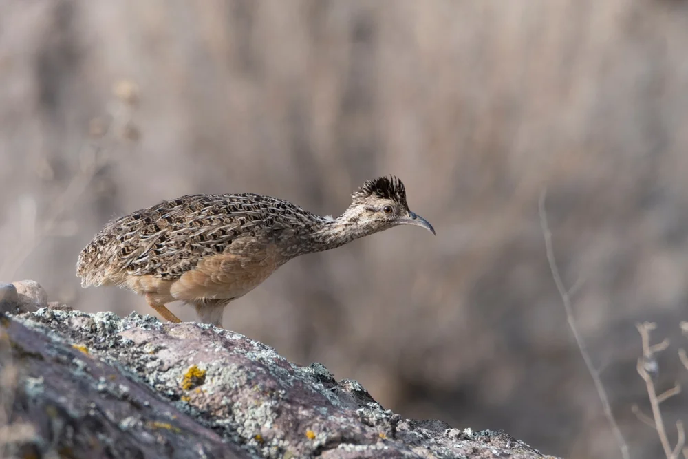 Pentlands Tinamu (Nothoprocta pentlandii)