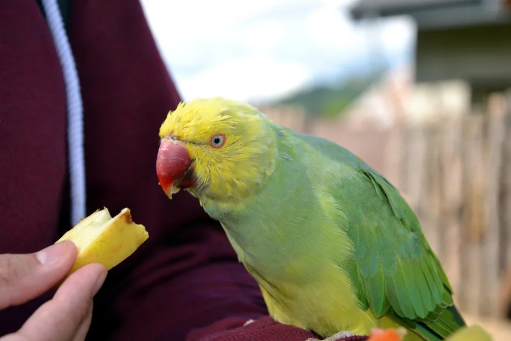 Perfekter Lori (Trichoglossus euteles)