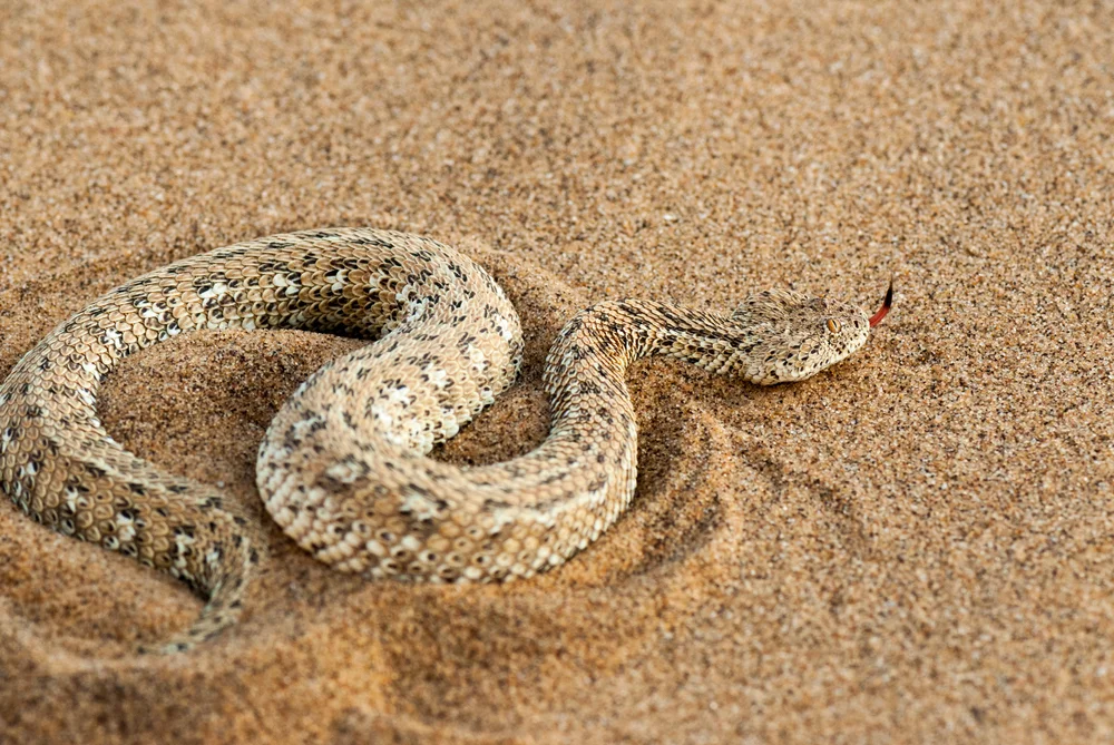 Peringuey-Viper (Bitis peringueyi)