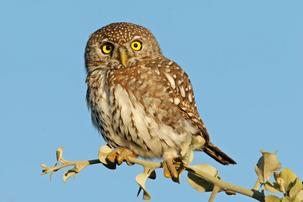 Perlen-Zwergkauz (Glaucidium perlatum)