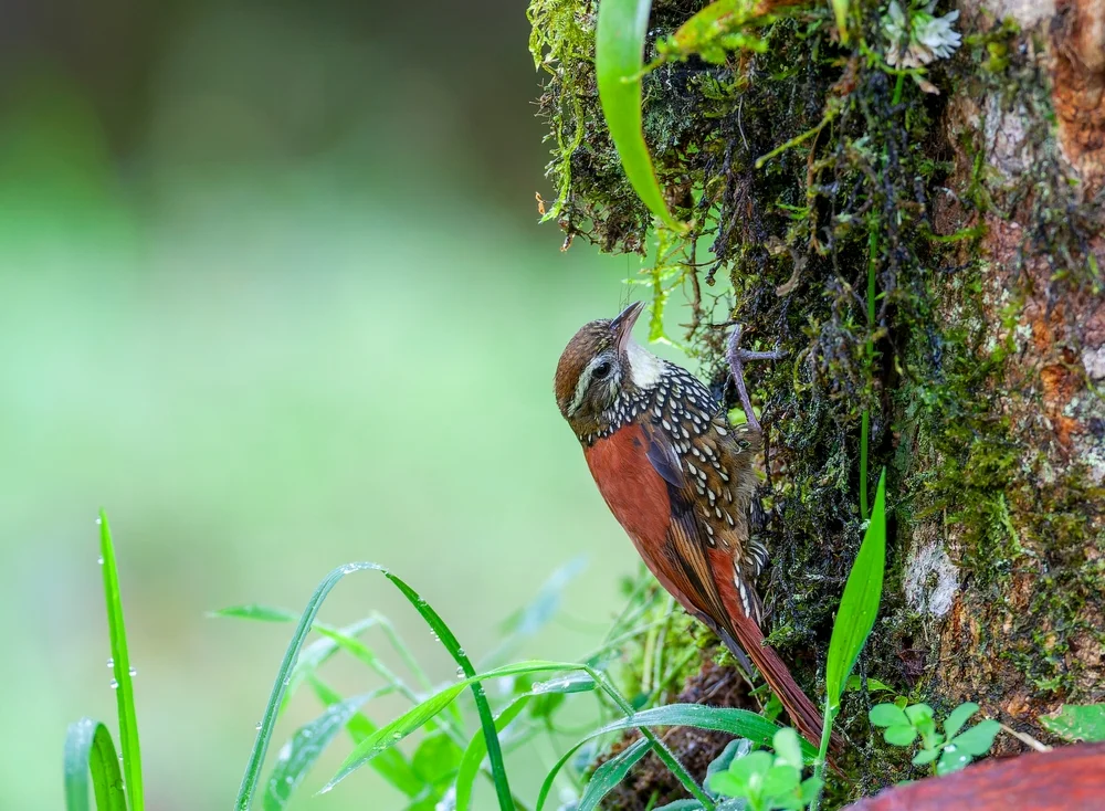 Perlhals-Baumsteiger (Margarornis bellulus)
