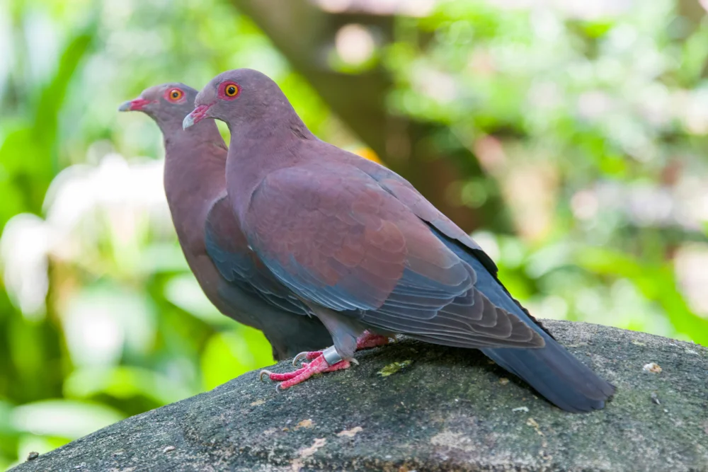 Peru-Turteltaube (Patagioenas oenops)