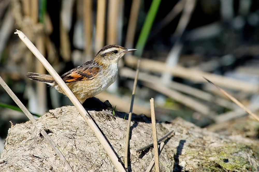 Peruanischer Baumläufer (Cinnycerthia peruana)