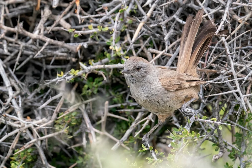 Peruanischer Cancroma (Pseudalethe poliocephala)