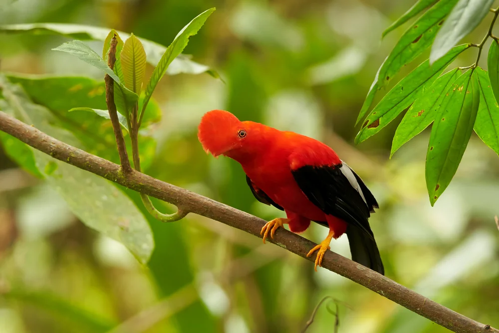 Peruanischer Felsenschmätzer (Ruhs Honiganzeiger)