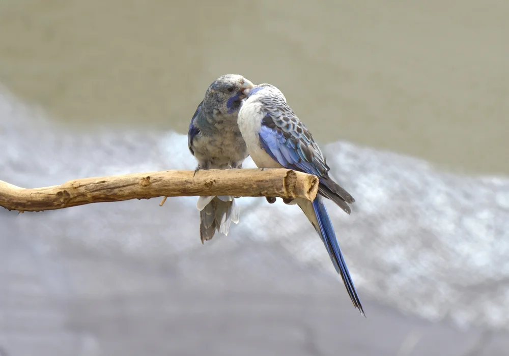 Peruanischer Saatknospf (Sporophila palustris)