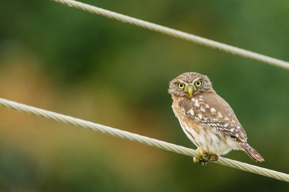 Peruanischer Zwergkauz (Glaucidium peruanum)