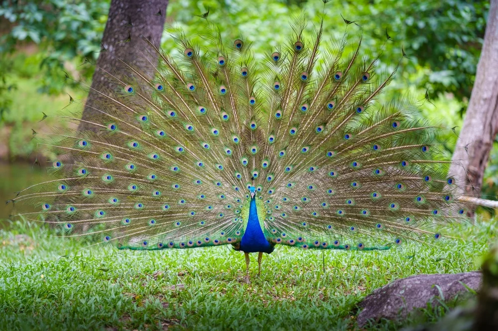 Pfau (Pavo cristatus)