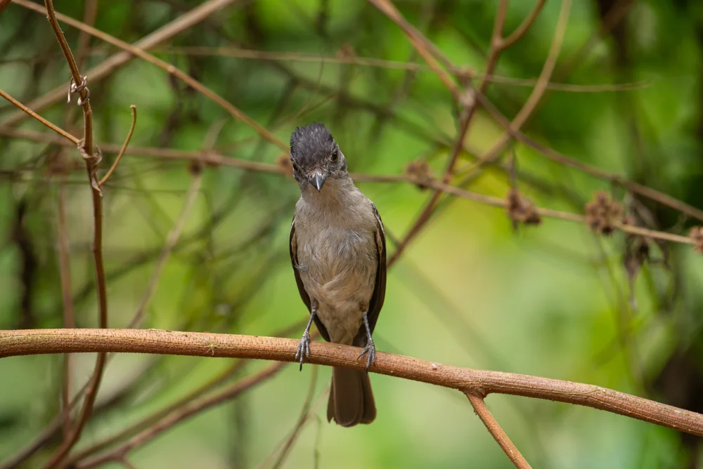 Pfeif-Würgertyrann (Sirystes sibilator)